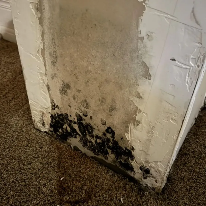 Professional Mold Removal in Spangler, PA